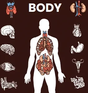 The Human Body Coloring Pages cover